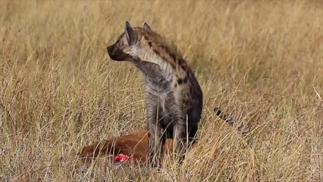 an african spotted hyena guards a recently killed impala in botswana