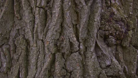 Panning-down-a-tree-close-up-of-bark