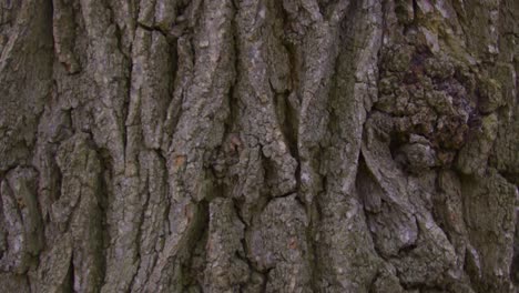 panorámica hacia abajo de un árbol cerca de la corteza