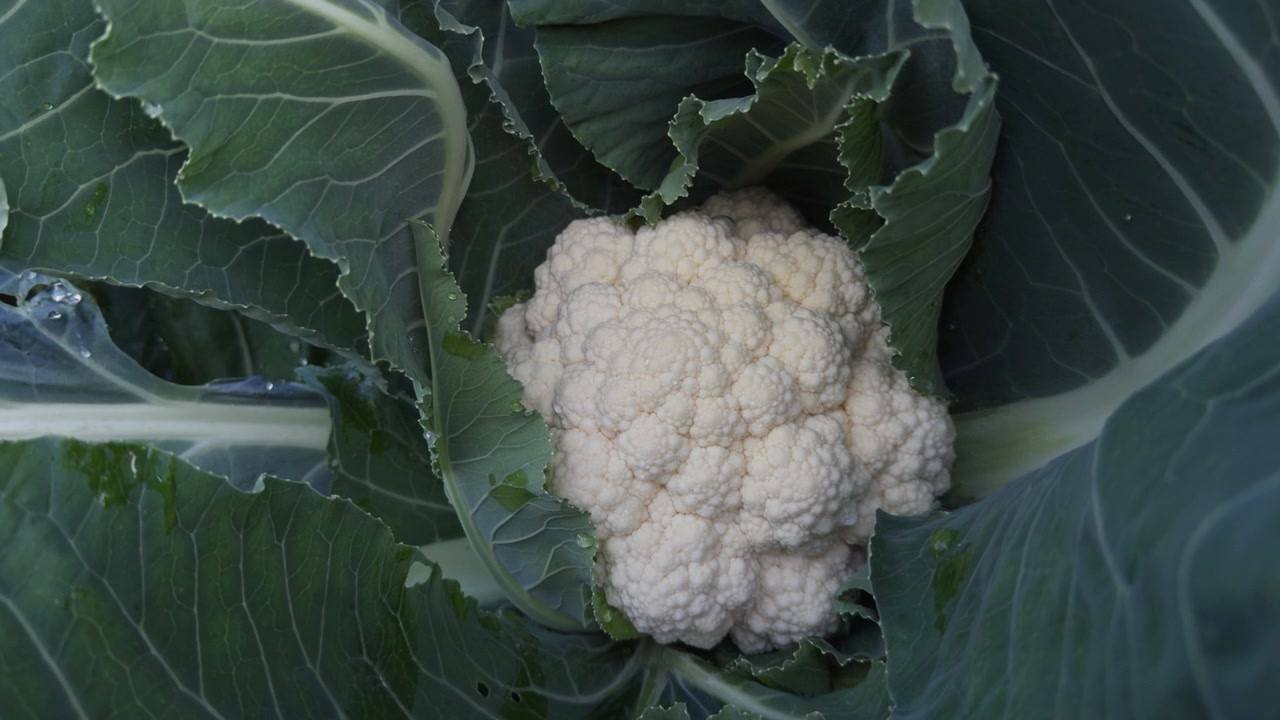 Primo piano di un cavolfiore bianco maturo che cresce tra foglie verdi in un'azienda agricola a Lier, Norvegia. Concetto di cibo biologico, agricoltura locale e raccolto di ortaggi freschi.