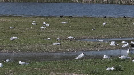 Vogelgrippe-Tote-Lachmöwen-In-Zeitlupe