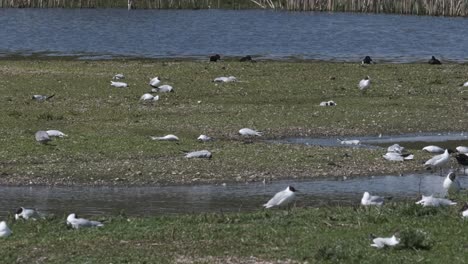 bird flu dead black-headed gulls slow motion