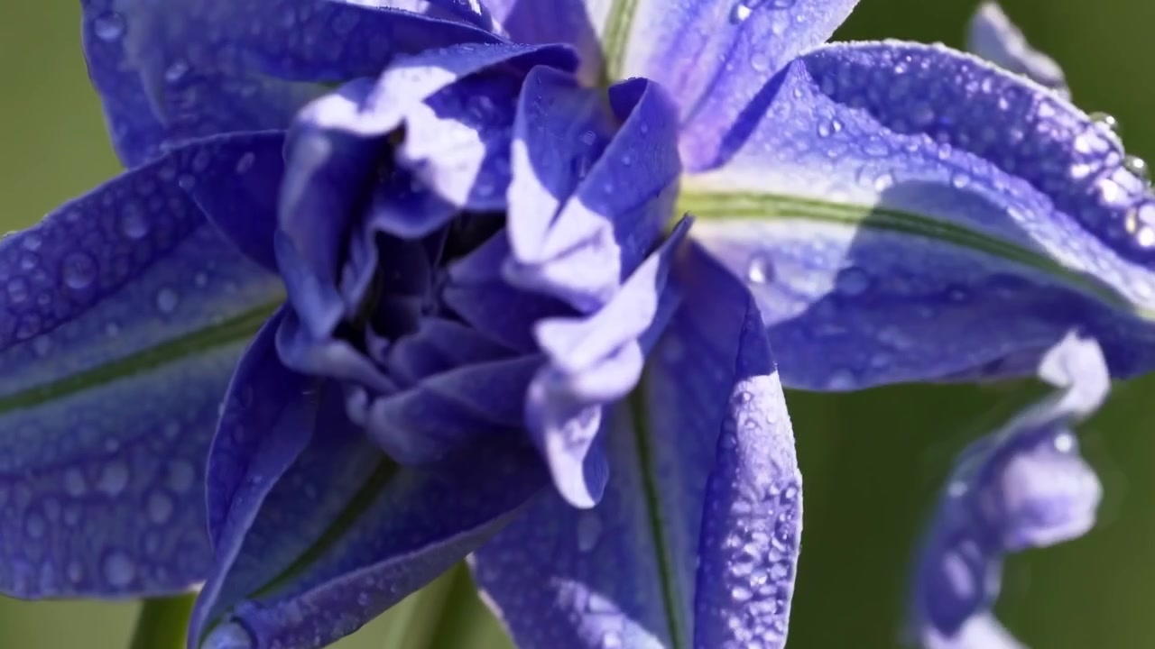 Time Lapse of a Purple Flower Blooming with Dew Drops