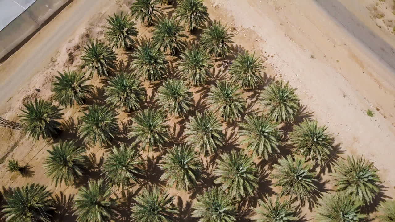 Top Down Aerial of Arava Desert Palm Plantations
