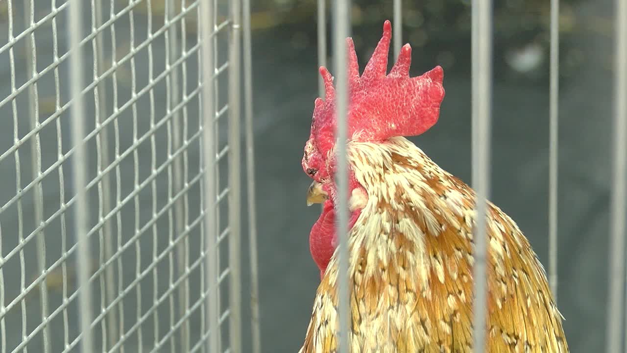 gallo en una jaula