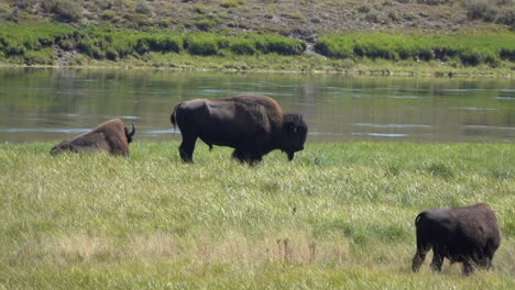 un bisonte está de perfil junto al río