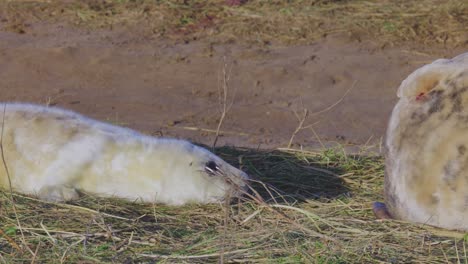 durante la temporada de reproducción de la foca gris atlántica, las crías recién nacidas con pelaje blanco reciben el cuidado materno, unirse en el sol de la tarde