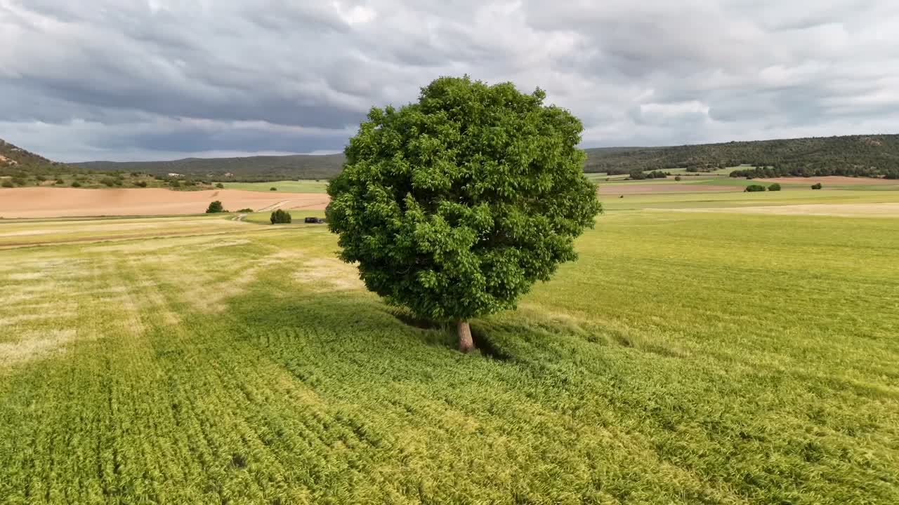 An aerial drone spinning view around a solitary Holm Oak tree surroended by green wheat fields in a rural landscape in Soria province inside Spain.