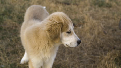 Retrato-De-Perro-Mestizo-De-Los-Pirineos-De-Anatolia.-Fotografía-De-Cerca