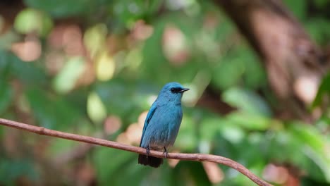 zoomando hacia afuera mientras este macho verditer flycatcher está encaramado en una vid mirando a su alrededor y chirriando, eumyias thalassinus, tailandia