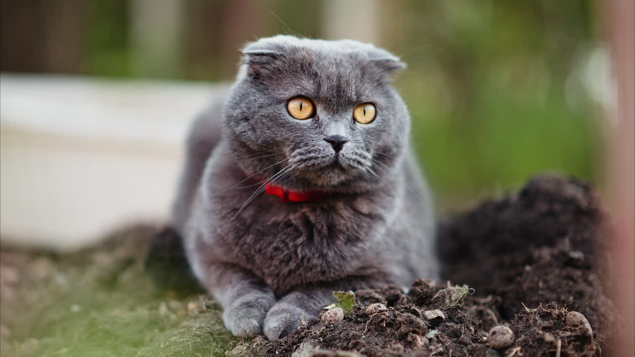 Grey Scottish Fold cat with orange eyes looking around in a garden