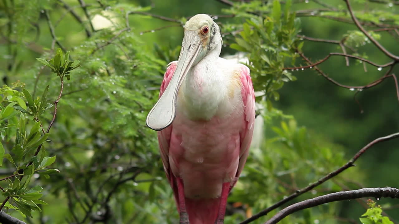 플로리다 에버글레이즈의 나뭇가지에 장밋빛 저어새 preens