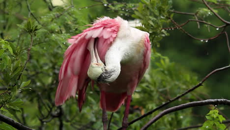 Una-Espátula-Rosada-Se-Acicala-En-Una-Rama-En-Los-Everglades-De-Florida