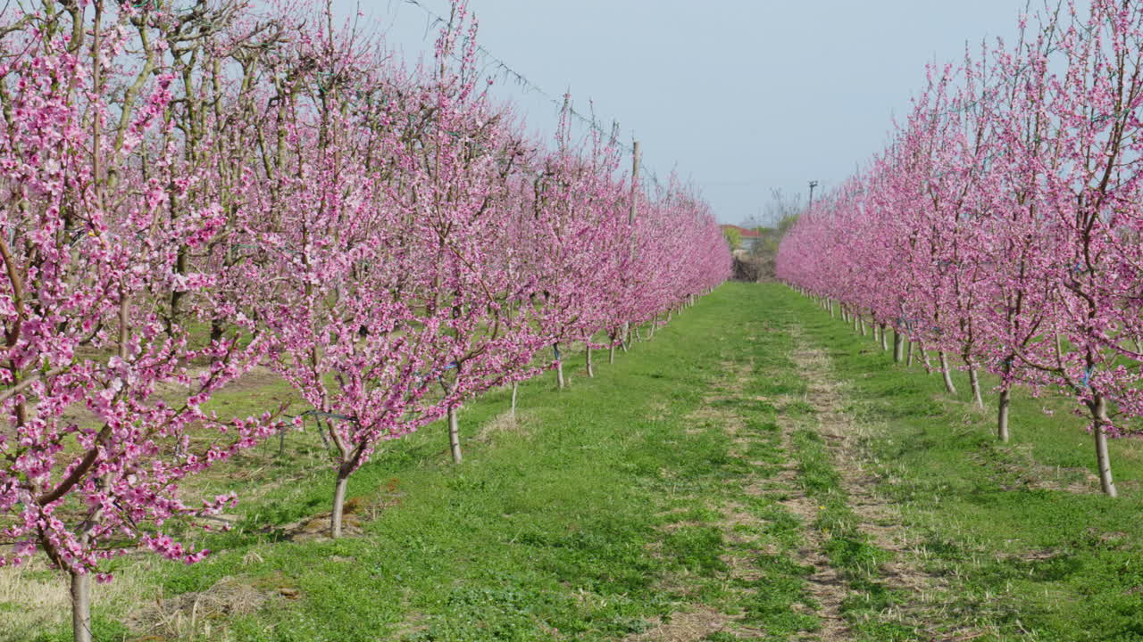 Pink Sakura Blossoms Sway in Spring Breeze Under Clear Blue Sky