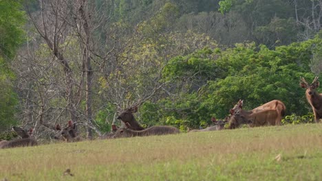 resting on the grass as the herd looks up and alert, then a stag stands as the alfa male, together they look towards the camera