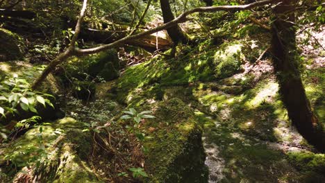 Suelo-Del-Bosque-De-Shiratani-Unsuikyo,-Rocas-Cubiertas-De-Musgo-En-El-Arroyo,-Yakushima-Japón