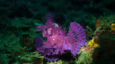 Rhinopias-Frondosa-Purple-Weedy-Scorpionfish-Mit-Parasiten-Lembeh-4k-25fps