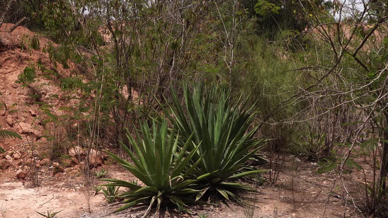 Diverse vegetation with lots of rocks and earth around