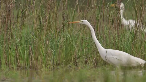 great white heron in marsh