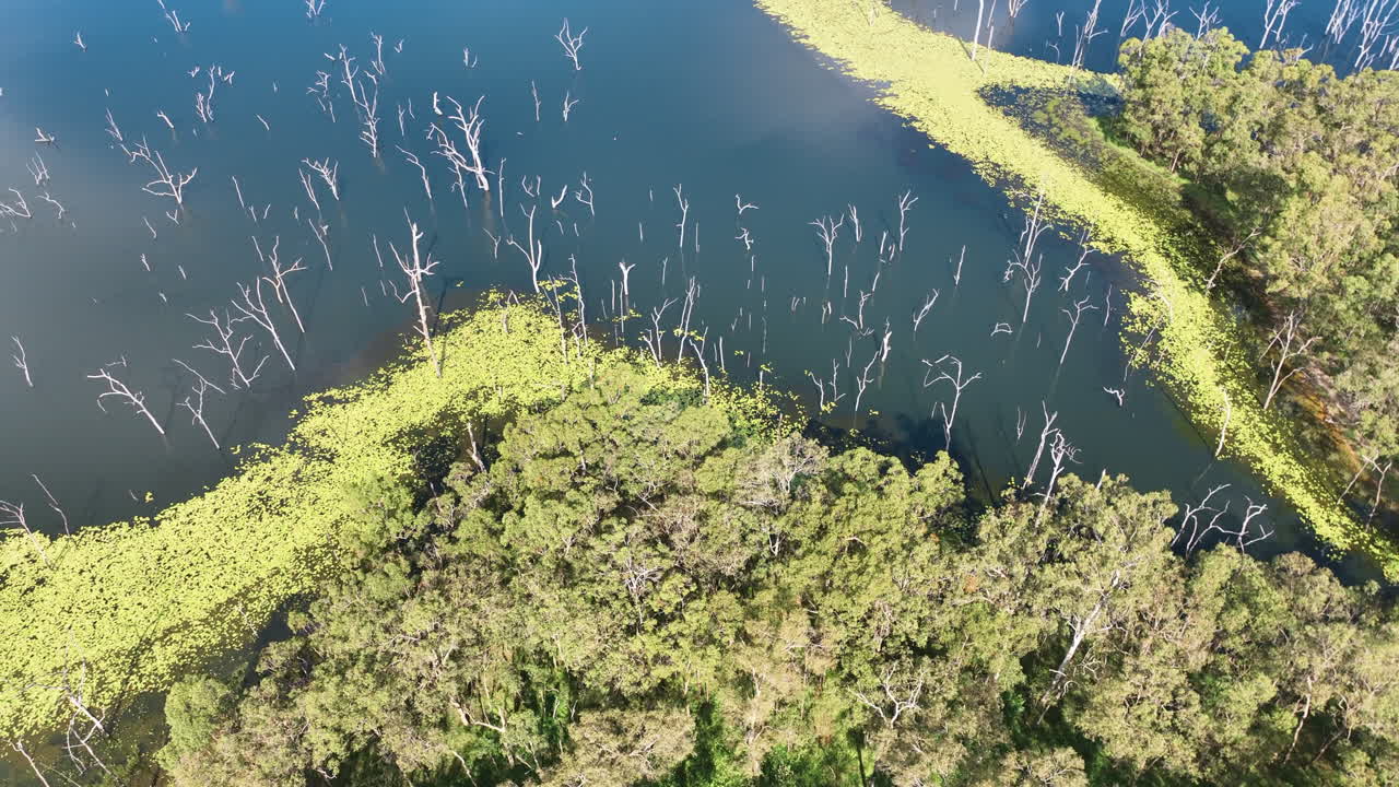 Flight swiftly descends towards the lake surface, giving a close up of flooded forest and lush wooded headlands, and exposing the fertile aquatic plant growth and warm fertile waters of Teemburra