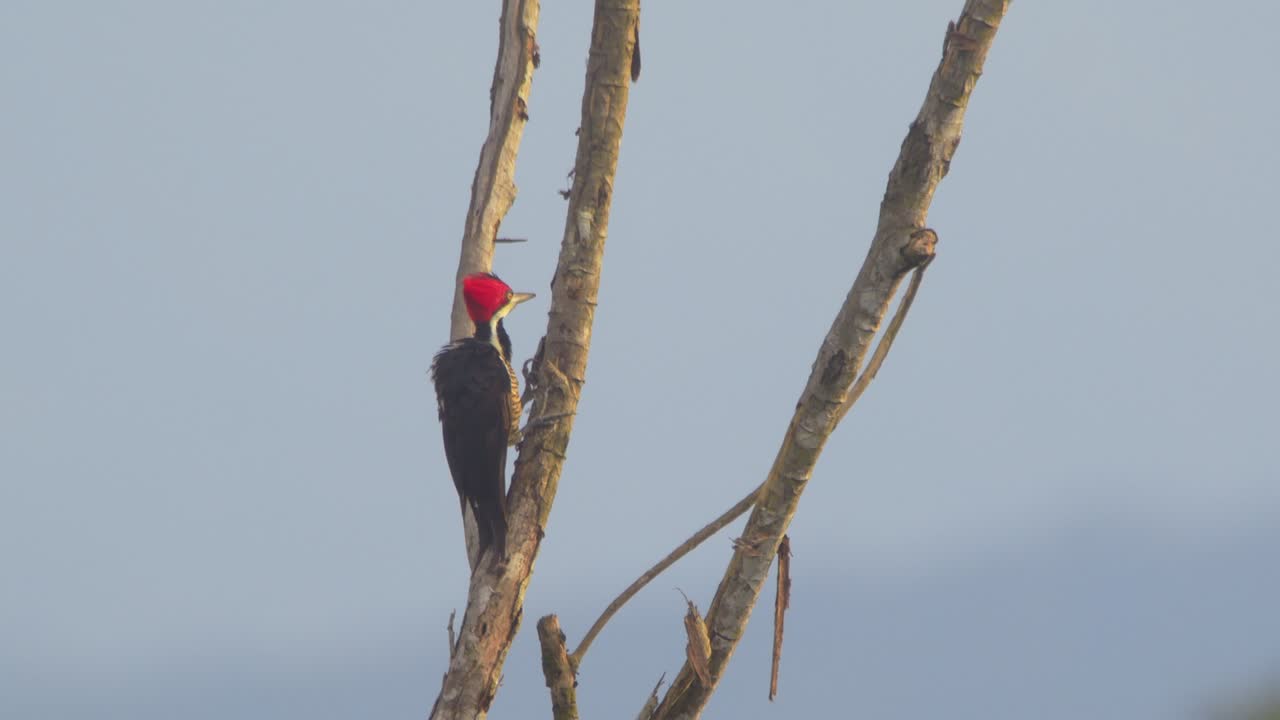은 니 이 아침 빛에 털을 고 높은 곳에 앉아 있습니다.