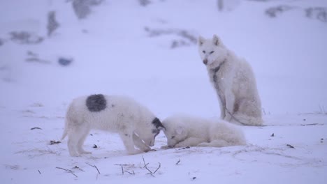 two sled dog puppies play in front of their mother on the snow on the outskirts of ilulissat, greenland