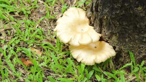 white oyster mushroom growing on a tree