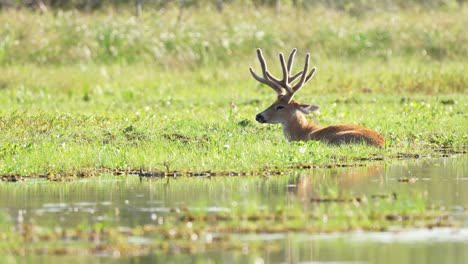 Schöner-Wilder-Männlicher-Sumpfhirsch,-Der-Auf-Sumpfwiese-Ruht