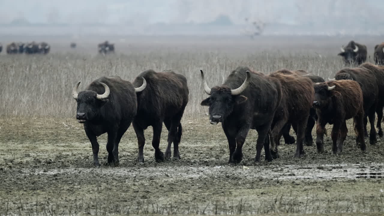 Una mandria di bufali d'acqua si muove costantemente attraverso il terreno fangoso di Kerkini. Ideale per documentari sulla natura e contenuti sulla fauna selvatica