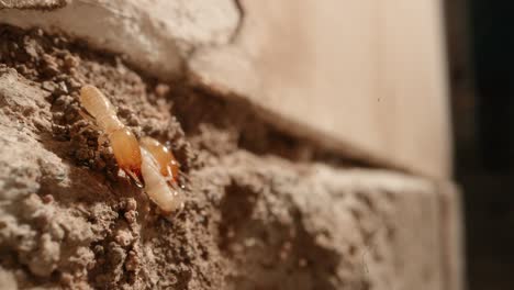 Eine-Termite-Schlägt-Mit-Dem-Kopf-Außerhalb-Einer-Kolonie-In-Den-Wänden-Einer-Garage-In-Einem-Haus-Auf,-Das-Mit-Einem-Supermakroobjektiv-Fast-Im-National-Geographie-Stil-Aufgenommen-Wurde