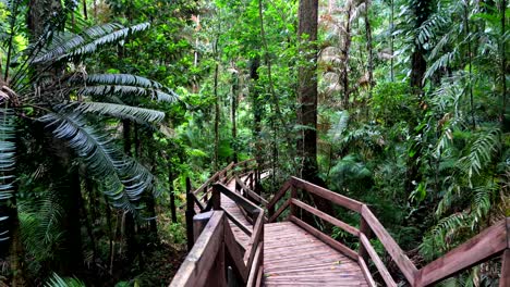 wooden board walk as it goes through daintree world heritage rainforest in far north queensland, australia