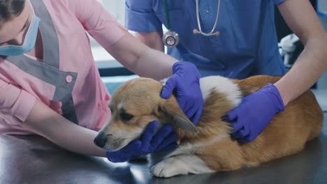 veterinarian team examines the corgi dog