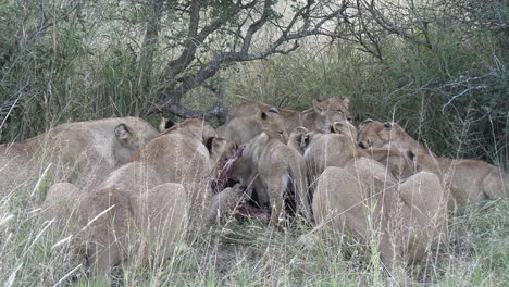 lionesses and their cubs feed together on a zebra carcass