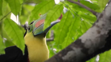 Swainsons-tucan-closeup-with-beautiful-yellow-plumage,-black-feathers,-incredible-beak