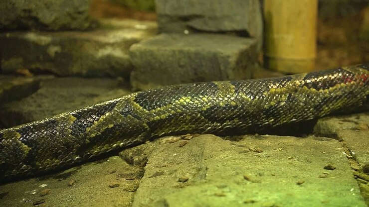 Groot pythonlichaam dat langzaam over een stenen pad kruipt
