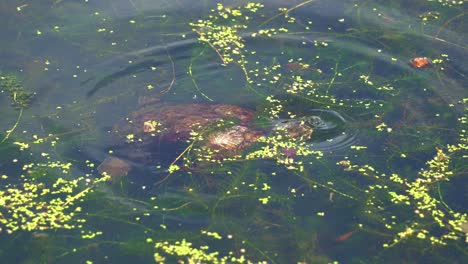 Un-Deslizador-Salvaje-De-Orejas-Rojas-O-Un-Deslizador-De-Orejas-Rojas,-Trachemys-Scripta-Elegans-Visto-Nadando-En-El-Lago-De-Agua-Dulce-Lleno-De-Algas-Y-Algas,-Buscando-Invertebrados-En-El-Agua,-Primer-Plano