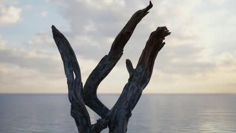 driftwood on a beach at sunset