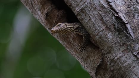 Un-Zoom-De-Este-Individuo-Mirando-Fuera-De-Su-Madriguera-Mientras-Se-Aferra-A-Un-Lado-En-Un-Bosque-Ventoso,-El-Lagarto-Monitor-Nublado-Varanus-Nebulosus-Tailandia