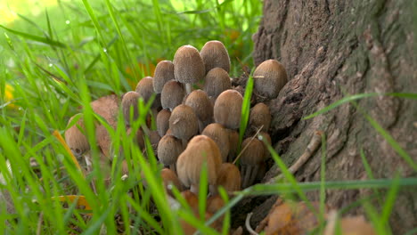 hongos silvestres en el bosque en una mañana soleada