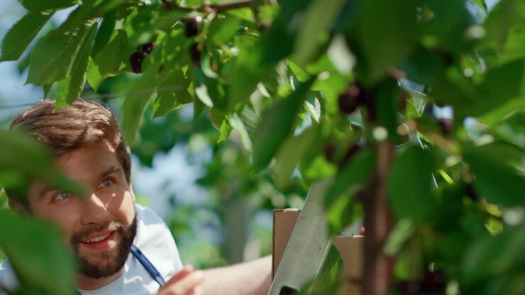 Garden worker picking cherry branches enjoying in green plantation. Agro concept