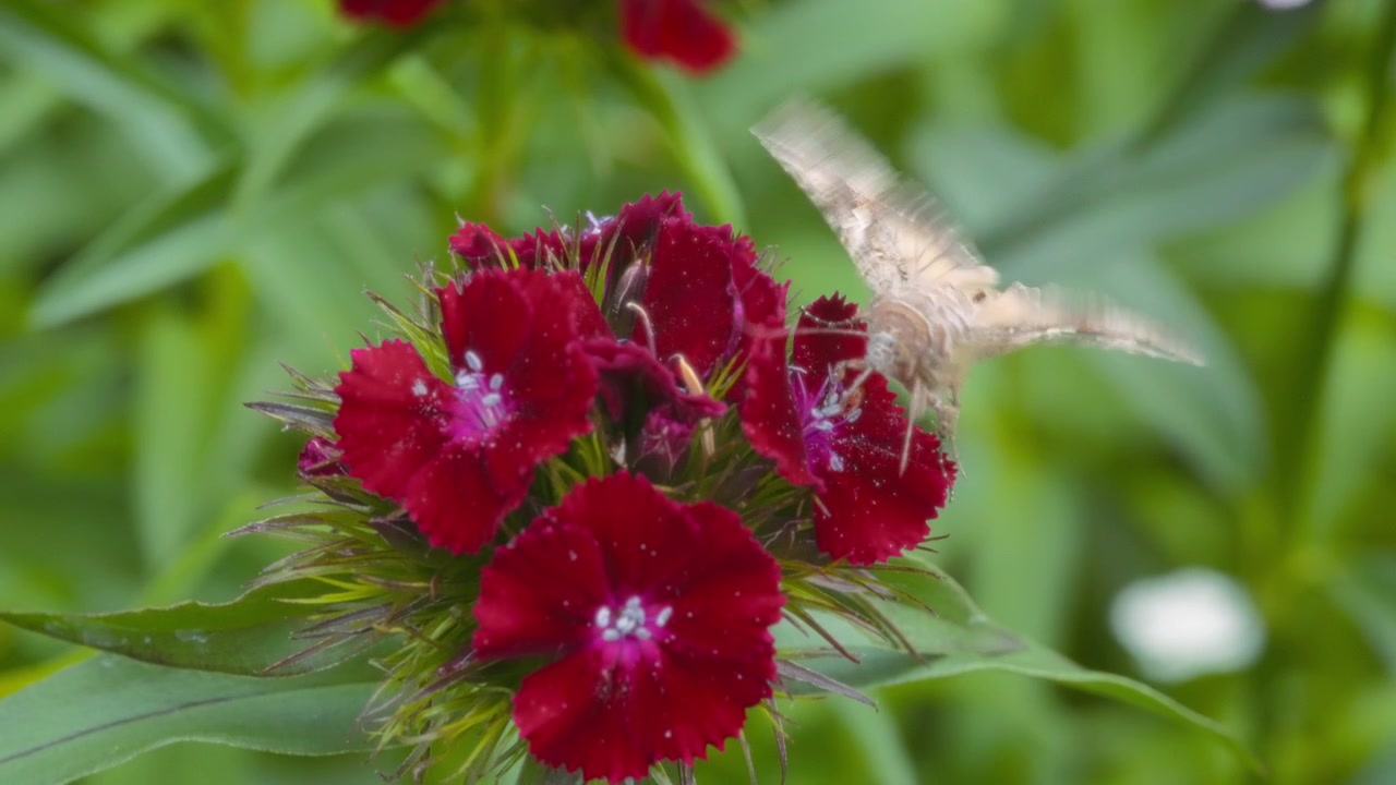 Primo piano di una falena che si nutre su un fiore di geranio rosso nel giardino.