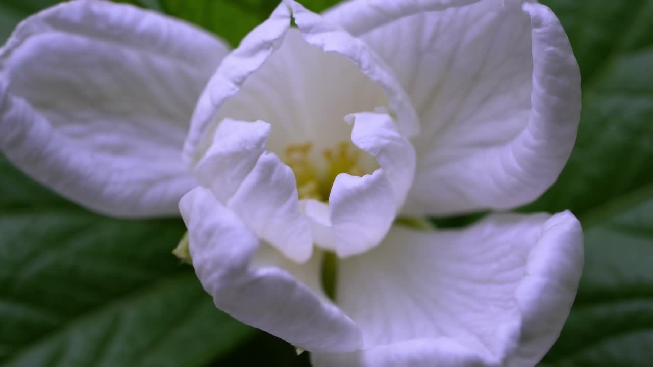 Nærbildevideo av en hvit blomsterknopp omgitt av frodige grønne blader, filmet ovenfra