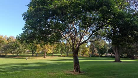 a tree in a park setting