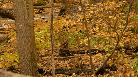 Ein-Kleiber-Mit-Weißer-Brust-Zwischen-Herbstlaub-Auf-Dem-Boden