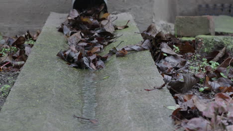 flowing water in a concrete rain drain at the rain with rusty autumn laves