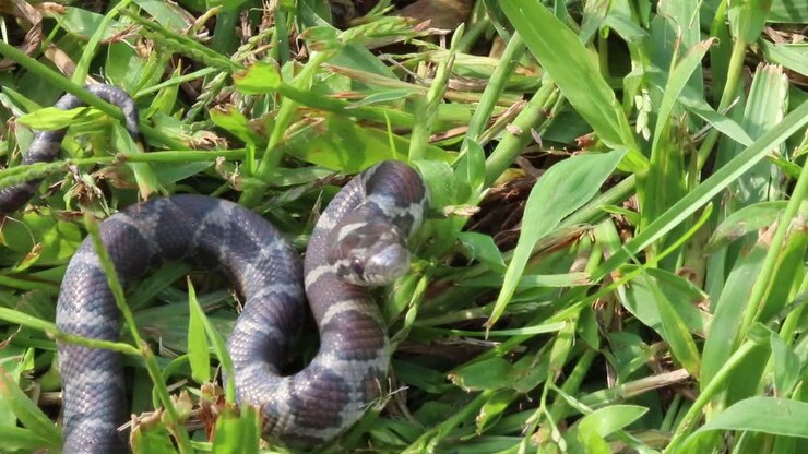visão estática de perto de uma pequena cobra na grama enrolada observando seu atacante