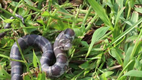 Vista-Estática-De-Cerca-De-Una-Pequeña-Serpiente-En-La-Hierba-Enrollada-Mirando-A-Su-Atacante