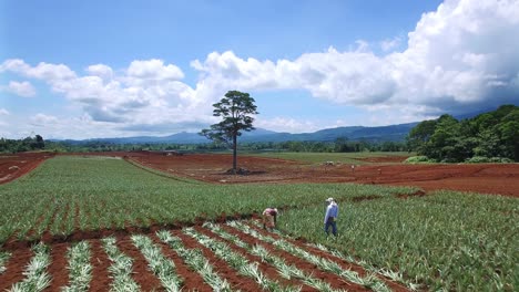 laborers in pineapple fields, upala in costa rica