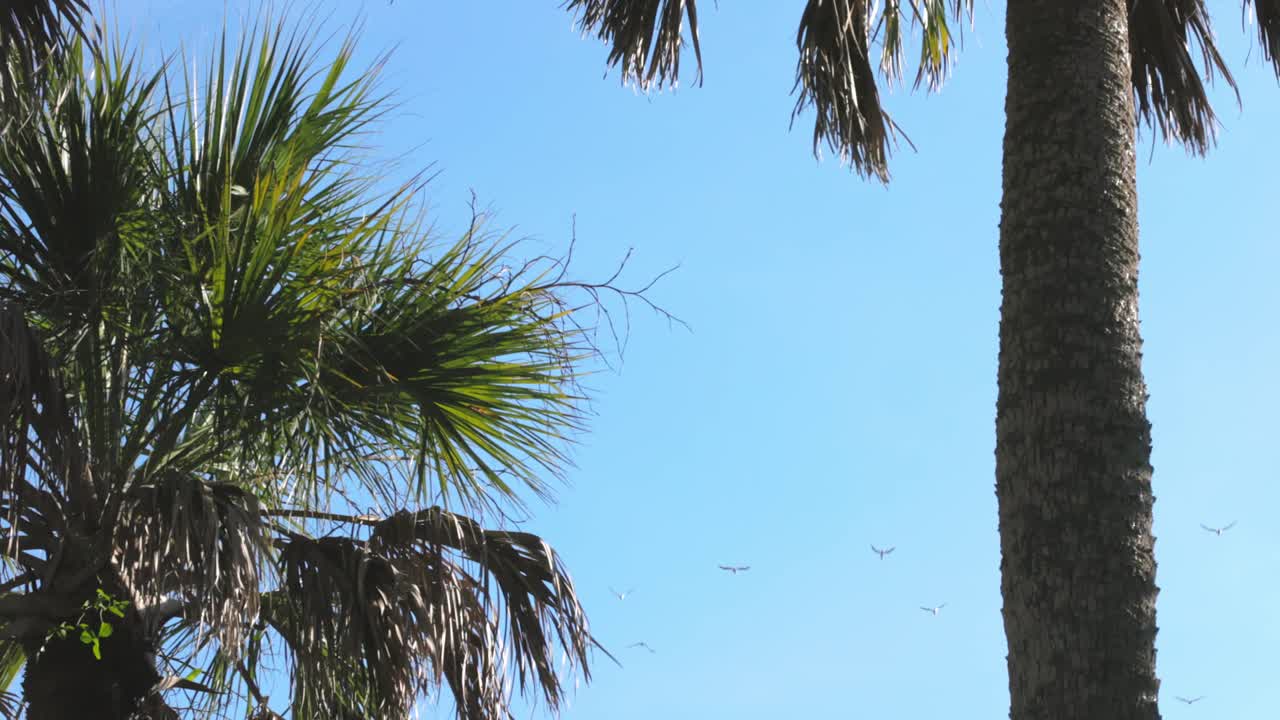 여름에 푸른 하늘을 나는 야자수와 갈매기 무리의 낮은 각도 샷 - 정적 샷
