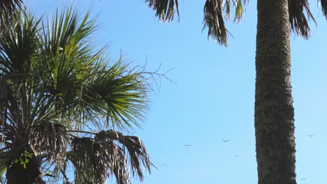 Low-angle-shot-of-palm-trees-and-flock-of-seagulls-flying-against-blue-sky-in-summer---static-shot